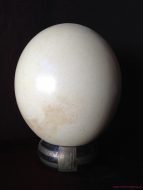 Lot 95