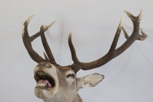 MOA_27112021 - Lot N°166-image